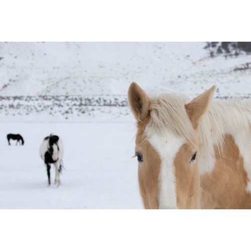 Hopkins, Cindy Miller 아티스트의 USA-Montana-Gardiner Palomino paint horse with shaggy winter coats in snow작품입니다.